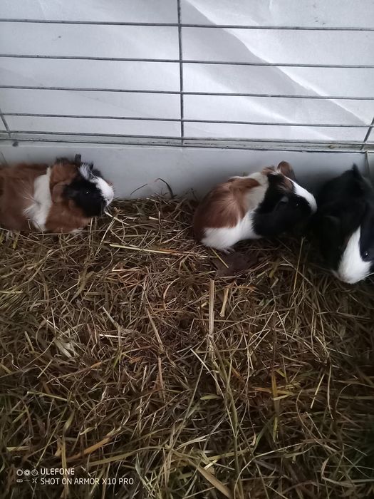 Świnki morskie rozetka