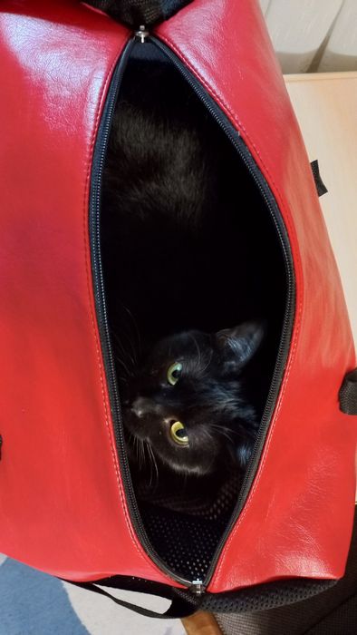 Сумма для котиков