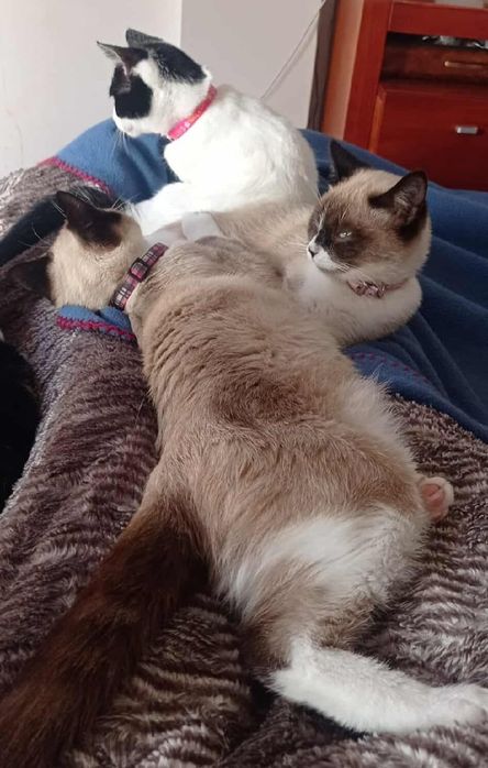 Gatinhos para adoção responsável