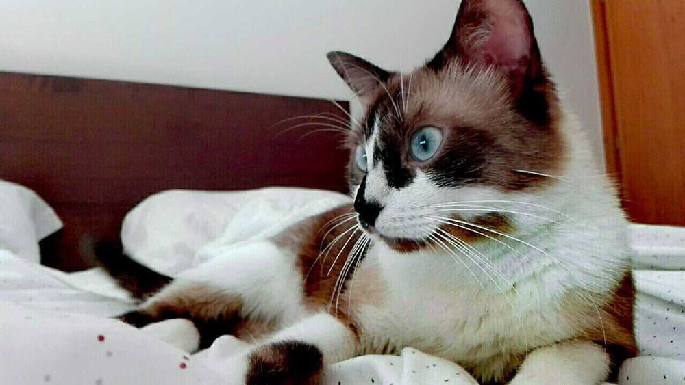 Adoção gatinho macho
