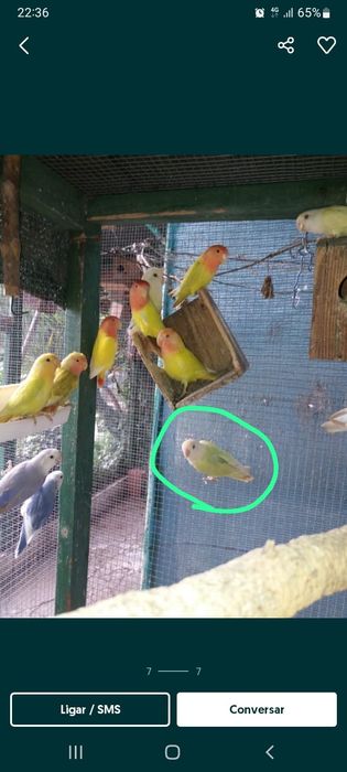 Agapornis roseicollis opalinos e Fischer verdes opalinos