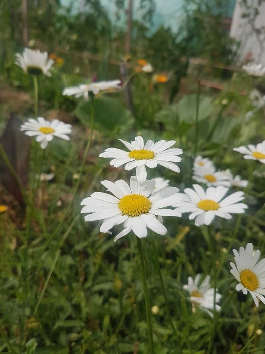 Margarida lote de 12 plantas em vaso