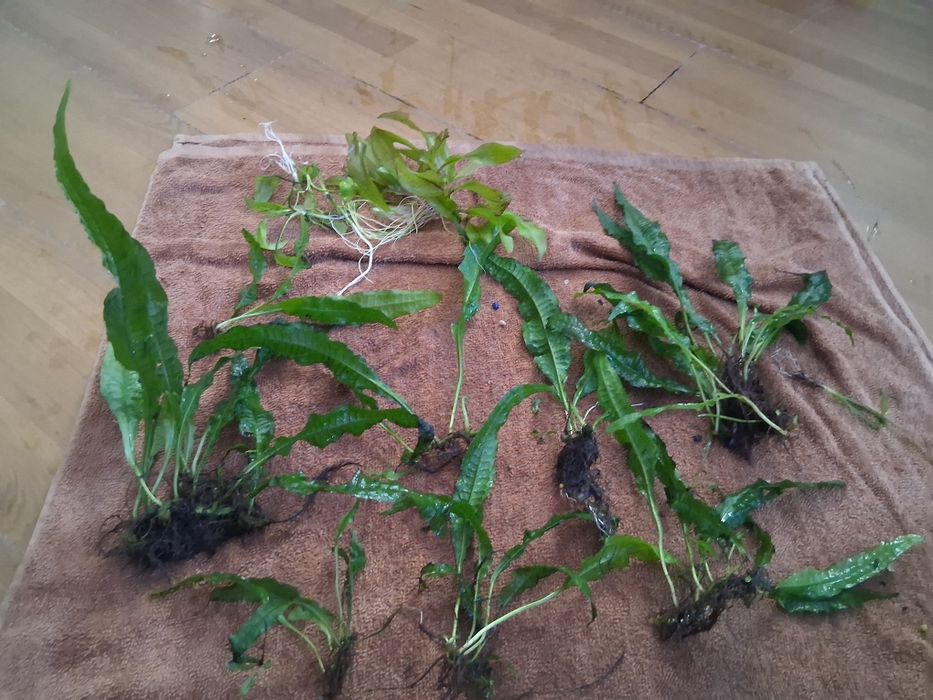 Oddam za darmo rosliny