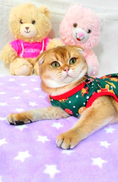 Золотая шиншиллка Вислоушка девочка милашка шотландочка