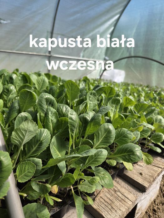 Sprzedam rozsady warzyw