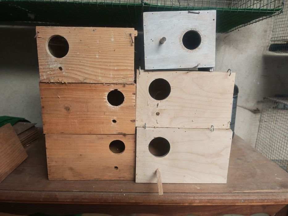 Ninhos de bicos curvo.