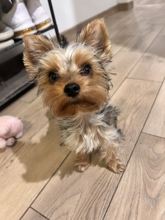 Szczeniak Yorkshire Terrier