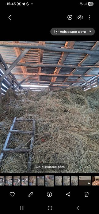 Сіно для кроликів.різнотрав'я.кукуруза.овес.гілочки сливи ,алича,вишні