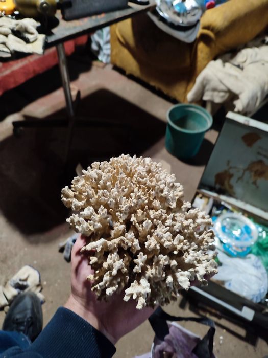 Продам карал и грунт всё вместе