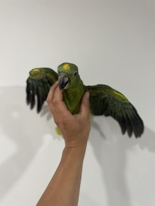 Amazona ochrocephala