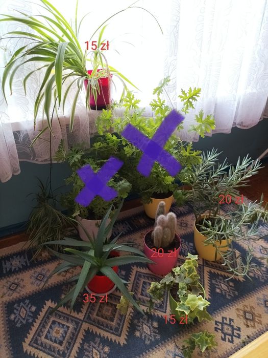 Roślina do wzięcia