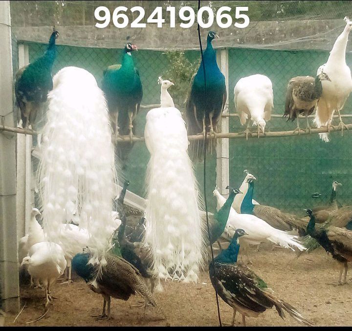 Pavões com varias idades e mutações