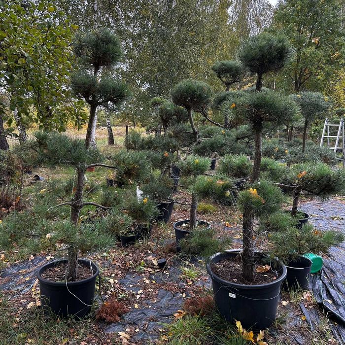 Drzewka Bonsai Niwaki / Sosny – egzemplarze od ogrodnika-pasjonata