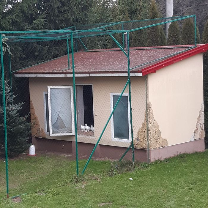 Gołębnik ocieplony gołębie