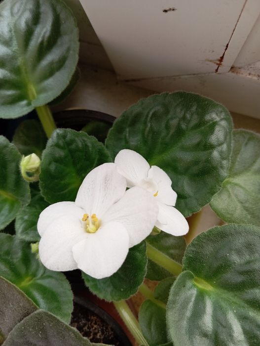 Фіалки кімнатні різні