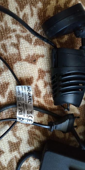 Псевдоморе  Аквариумистика