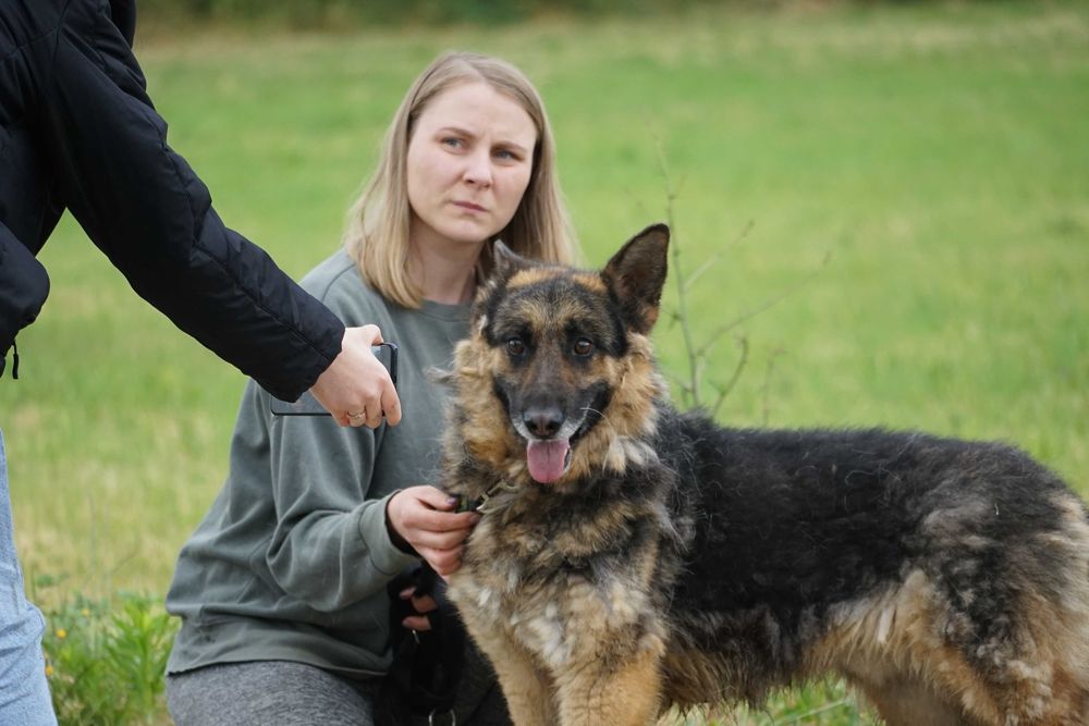 Bosik - psi senior w typie owczarek niemiecki