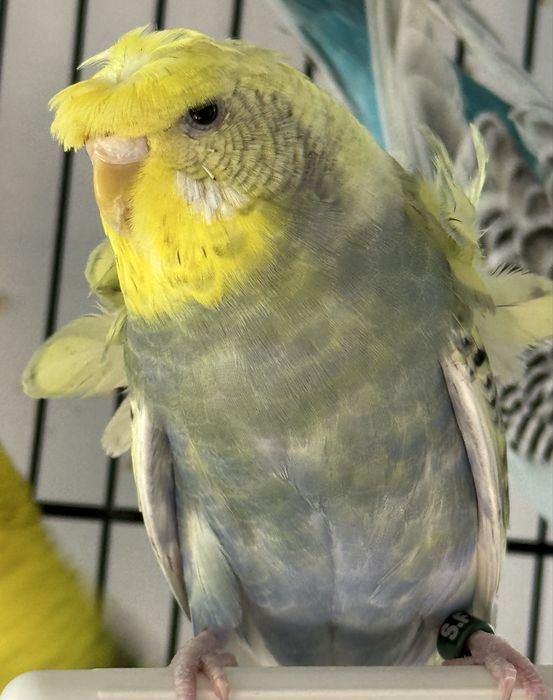 Periquito Hagoromo