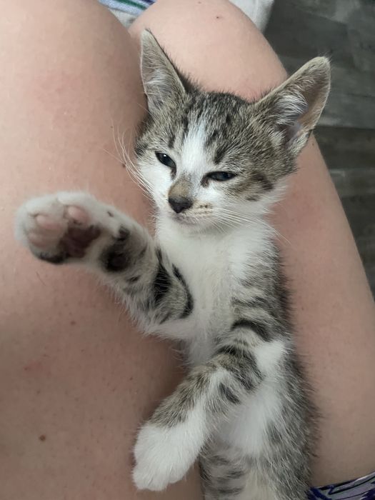 Котики, хлопчик та дівчинка