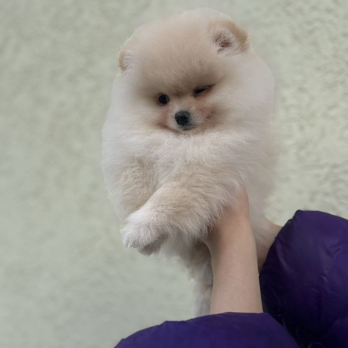 шикарний хлопчик шоу класу.