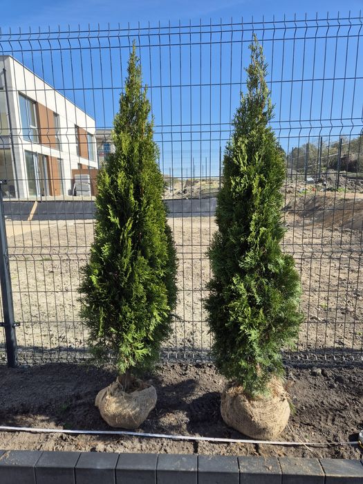 Cięcie tuja, żywopłotu szybka realizacja