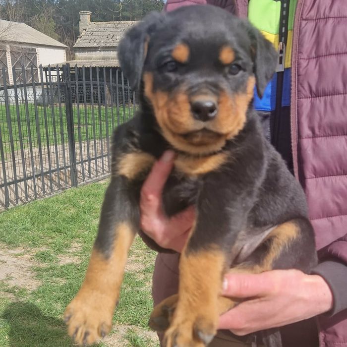 Rottweiler szczeniak