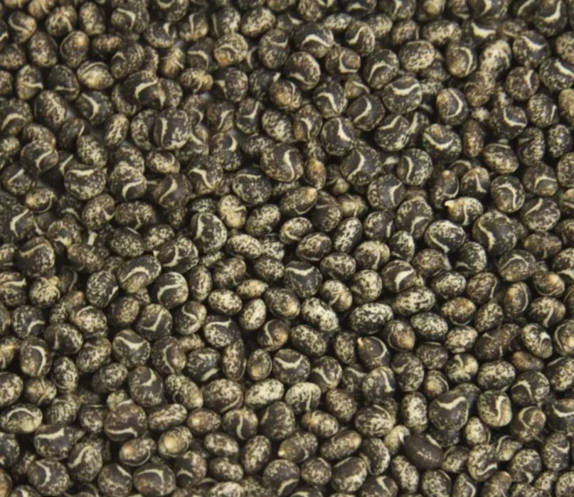 Łubin Żółty Bobik Sorgo Facelia Gryka Groch Lucerna Wyka Peluszka Soja