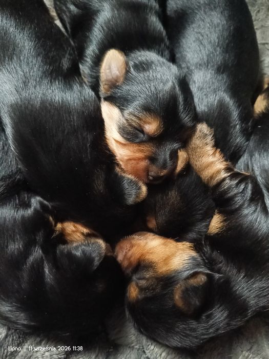 Yorkshire terrier dziewczynki