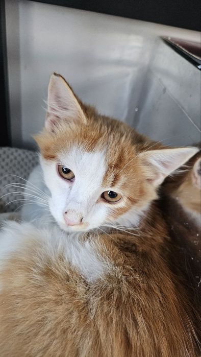 Котик шукає люблячу родину