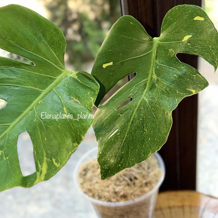 Monstera Thunderbolt, Vietciosa, Full Mint