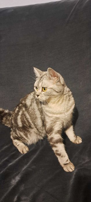 Кішка клубна шотландка прямовуха документи родовідWCF впкцинована