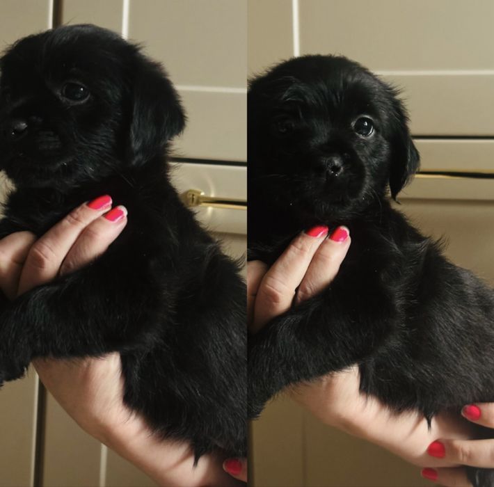 Szczeniaki shih-tzu mieszane z kundelkiem