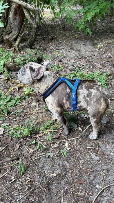 Вязка!Французский бульдог мини голубой мерле