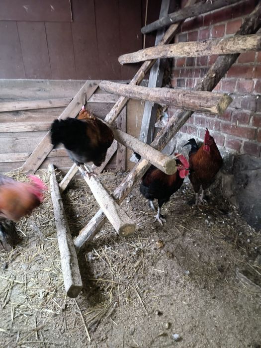 Sprzedam koguty marans aracan