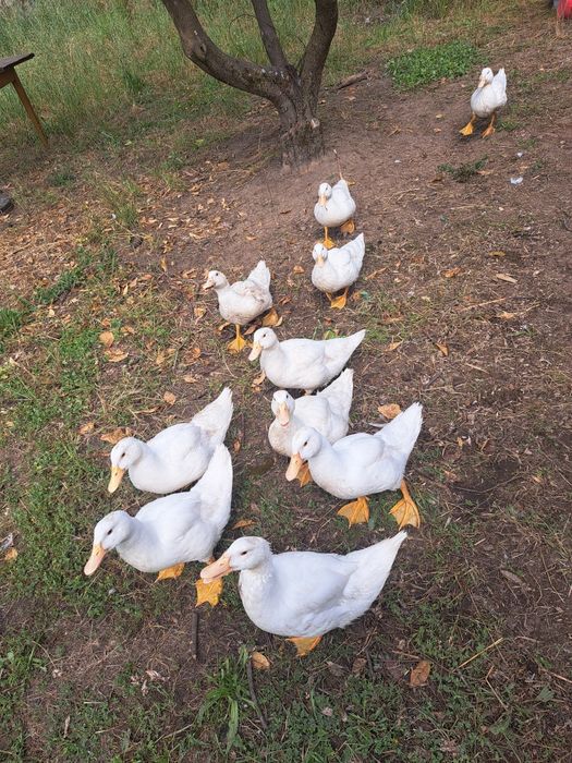 Patos Marrecos de Pequim