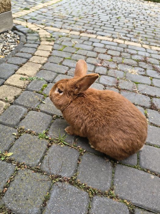 Samczyk nowozelandzki czerwony.