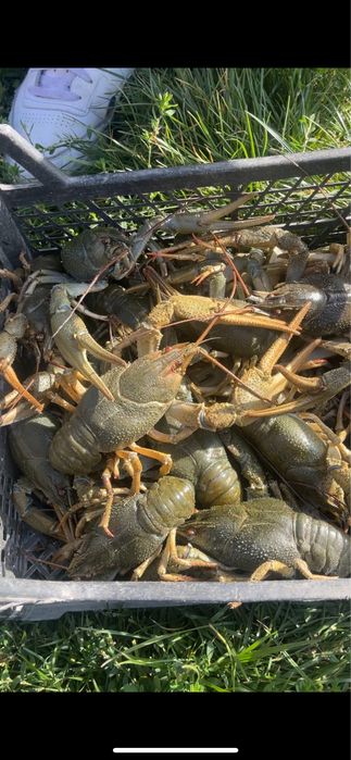 Живі та варені Раки в наявсності.