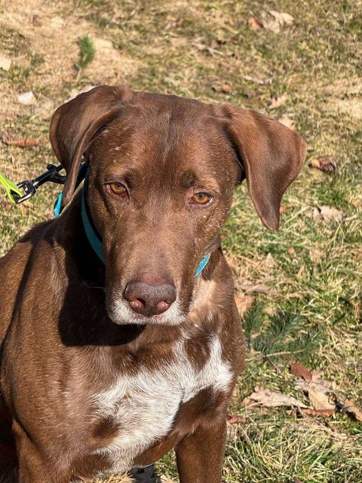 Грант, курцхаар, шукає дім