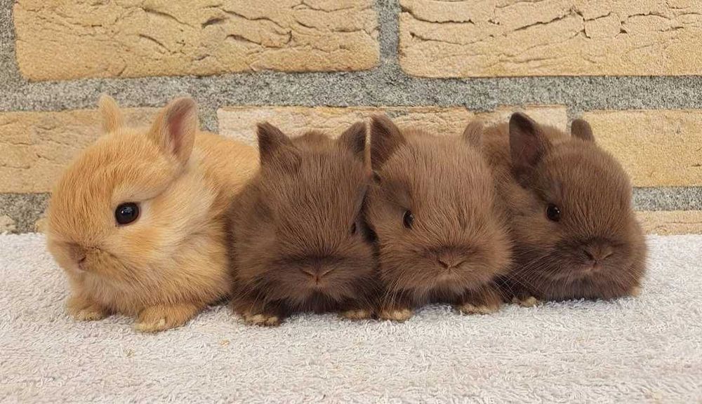 KIT Coelhos anões mini holandês e minitoy desparasitados
