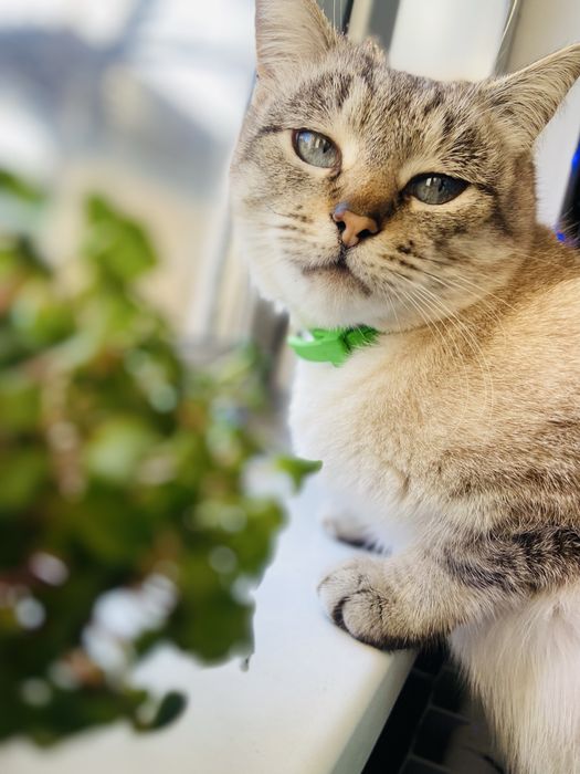 Кошенята безкоштовно