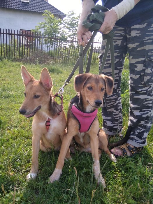 Трое щенков в очень добрые руки!.