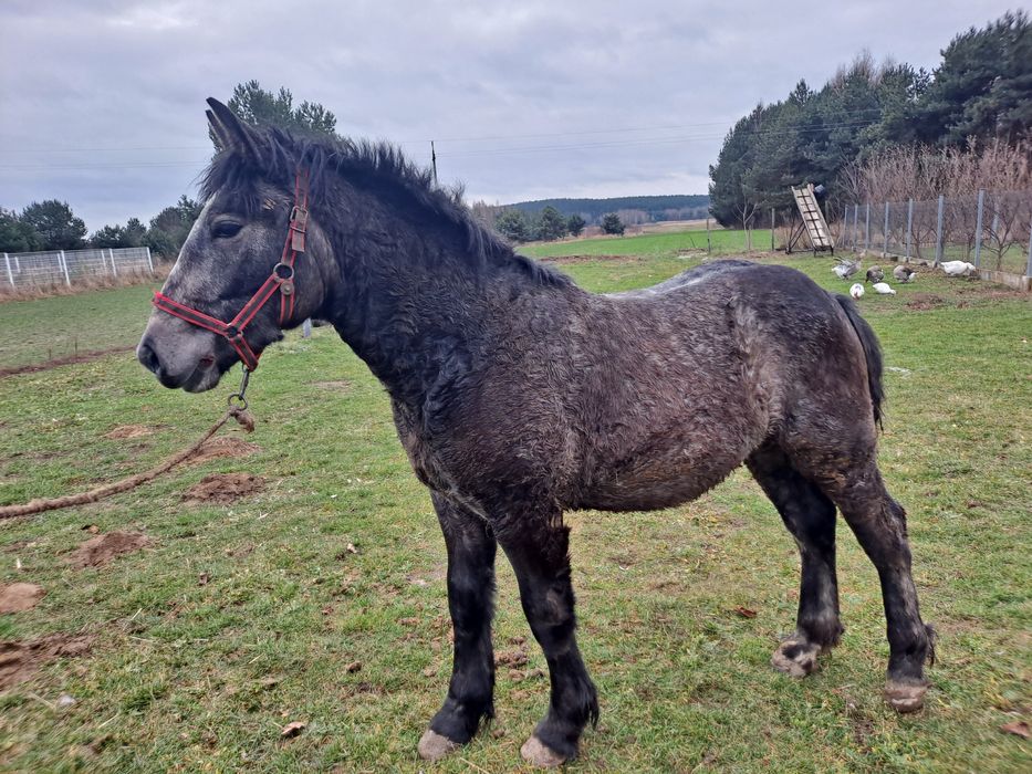 Ogierek zimnokrwisty siwy