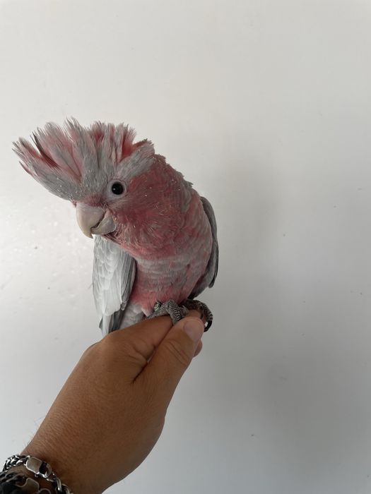 Catatuas gallah muito bonitas para acabar de criar à mão