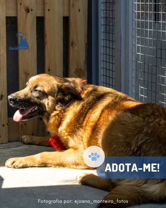 Maggie - cadela porte medio grande para adoção
