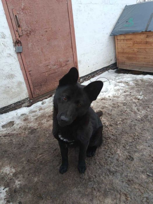 Віддам в добрі руки