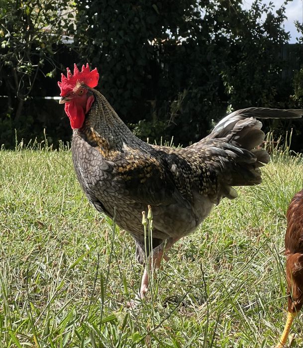 Galos Olive Egger e Rhode Island Red
