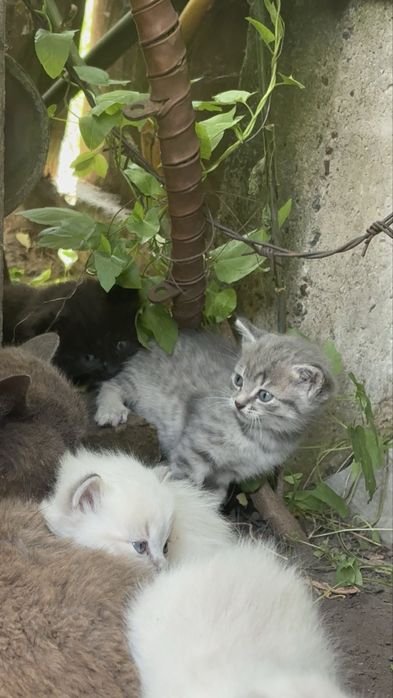 Віддам подарую котеня (чорне)