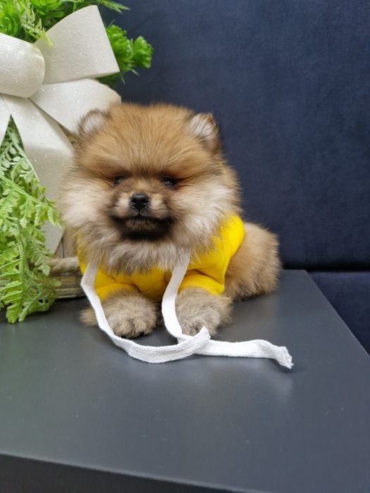 Szpic miniaturowy pomeranian