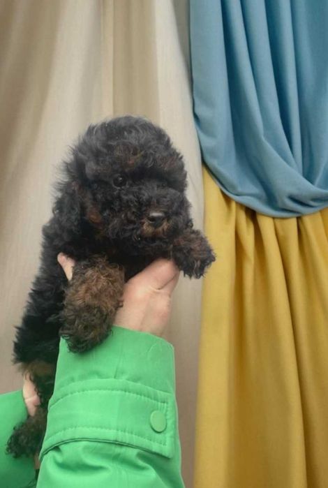 Мальчик той пудель в оригинальном окрасе.