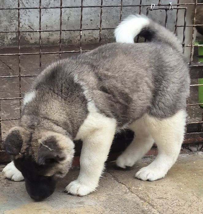 Американська Акіта дітки